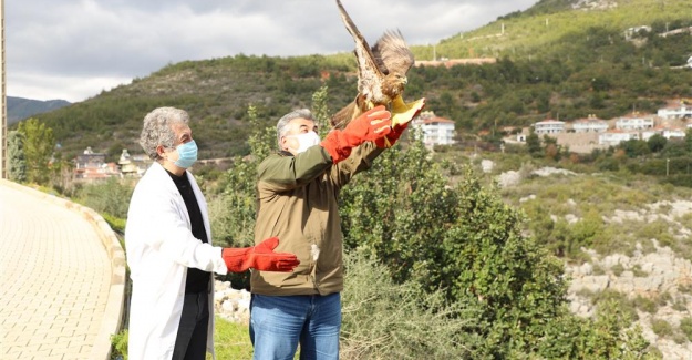 Yaralı Şahin Tedavisinin Ardından Doğaya Salındı