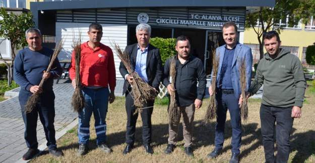 Büyükşehir Alanya’da 140Bin Meyve Fidanı Dağıttı