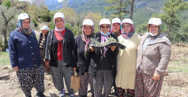 Serik’te Tıbbi Ve Aromatik Bitki Yetiştiriciliği Kursu Verildi