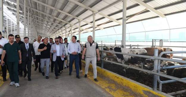 Endüstriyel Hayvancılığın Artması Gerekiyor