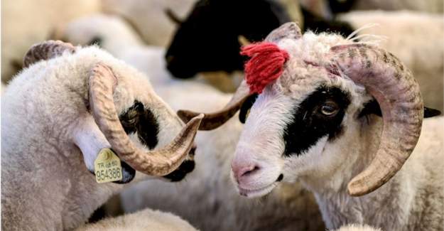 Kurban Bayramı'nda Merdiven Altına Dikkat