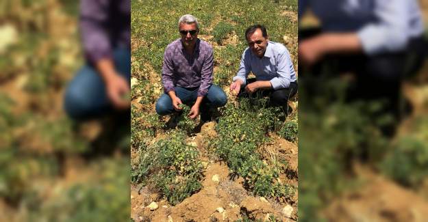 Belediye Cimbiti Nohutu Hasadı İçin Gün Sayıyor