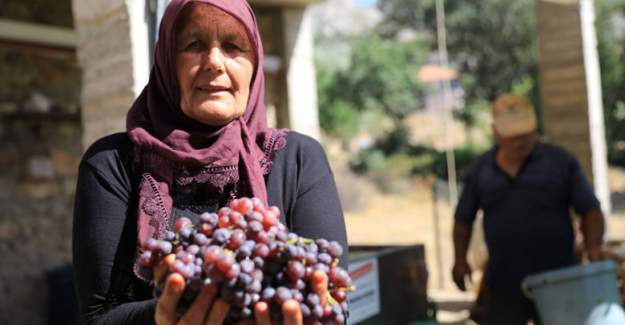 Büyükşehir’den İlçelere Üzüm Sıkma Makinesi