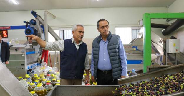 Başkan Yılmaz Zeytinyağı Fabrikalarını Ziyaret  Etti
