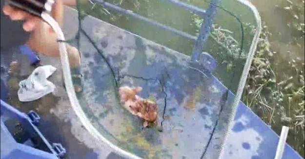 Kurtarılan Yavru Kediye ‘Boğaç’ İsmi Verildi