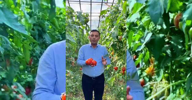 Üreticinin Domates Maliyeti Fiyatın Üstünde