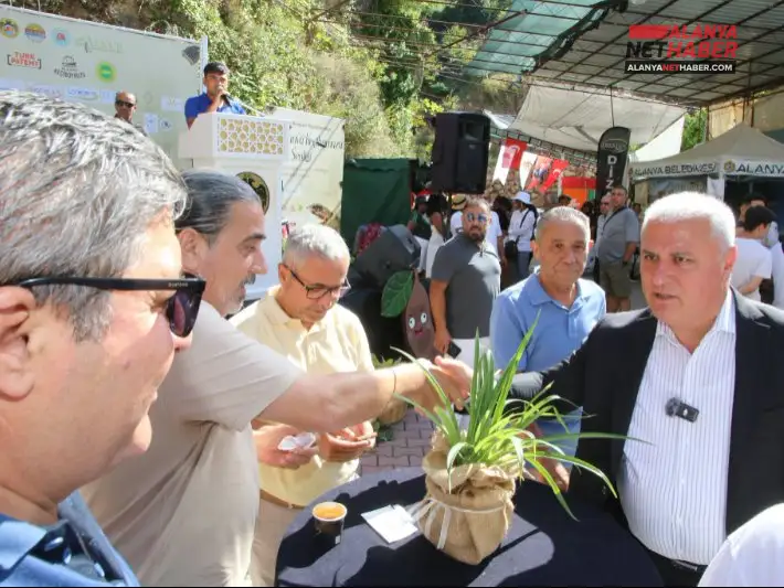 Alanya Keçiboynuzunda Hasat Sevinci Yaşandı