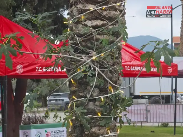 Fig Tree Growing on a Palm Tree Trunk in Gazipaşa Attracts Attention
