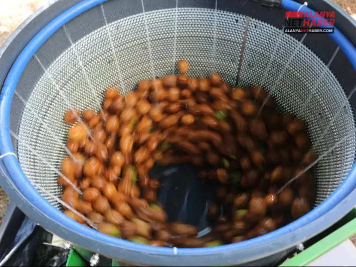 Kemerli Ceviz Üreticisine Büyük Hasat Kolaylığı
