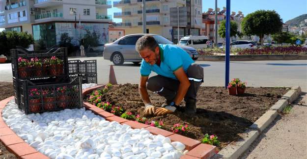 Alanya Belediyesi Mevsimlik Çiçek Dikimlerine Başladı